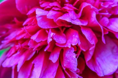 Bahçedeki kırmızı şakayıkların güzel rengi