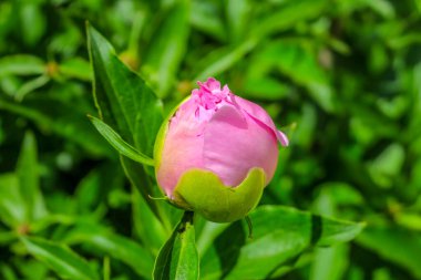 Bahçedeki güzel şakayık çiçekleri