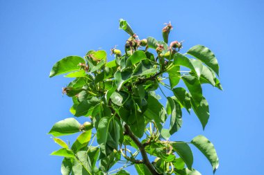 Ağaçtaki yeşil yapraklar ve küçük armutlar