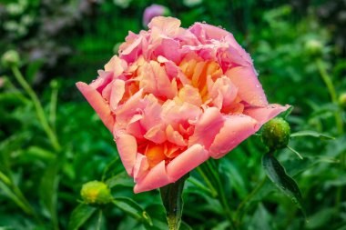 Bahçede yağmurdan sonra güzel kırmızı şakayık çiçeği