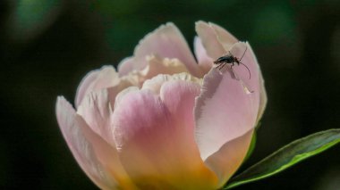 Güneşli bir sabahta yağmurdan sonra bahçede güzel şakayık çiçekleri