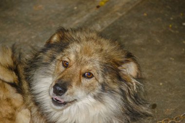 Köpek kulübenin yanındaki bir zincirde oturur.
