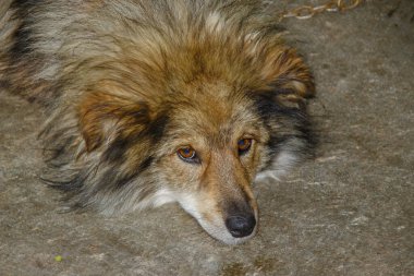 Köpek kulübenin yanındaki bir zincirde oturur.