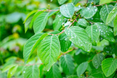 Parkta baharın yeşil yaprakları