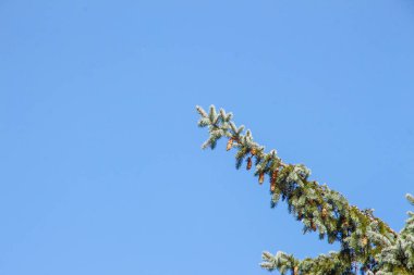 Ağustosta beyaz bulutlar üzerinde güzel mavi gökyüzü