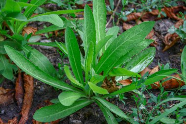 Yeşil çimenler ve yağmur damlaları