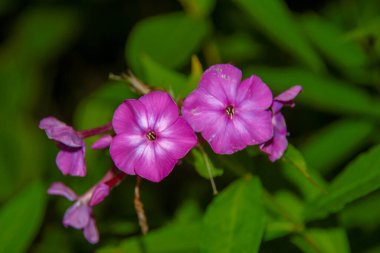 Ağustosta taç yapraklı kırmızı çiçekler