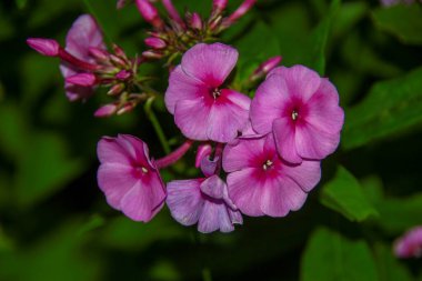 Ağustosta taç yapraklı kırmızı çiçekler
