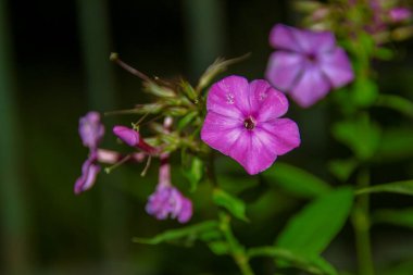 Ağustosta taç yapraklı kırmızı çiçekler