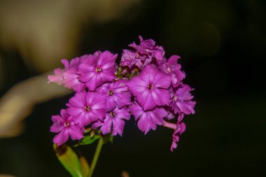Ağustosta taç yapraklı kırmızı çiçekler