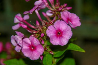 Ağustosta taç yapraklı kırmızı çiçekler