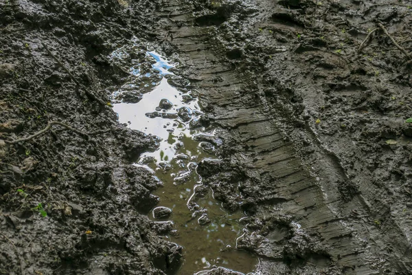 Лужа Лесу После Дождя Болота — стоковое фото