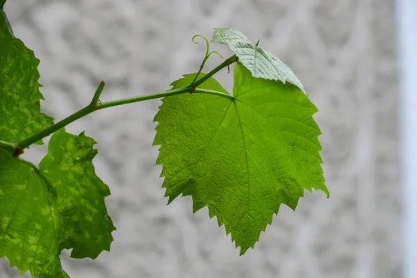 春天的葡萄绿叶 — 图库照片