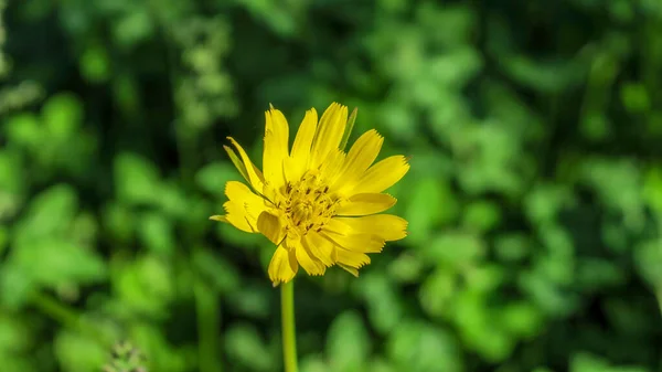 Belle Fleur Sauvage Jaune Sur Fond Herbe Verte — Photo