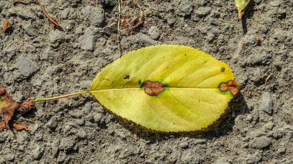 Macro Disparo Una Hoja Amarilla Cereza Vieja —  Fotos de Stock