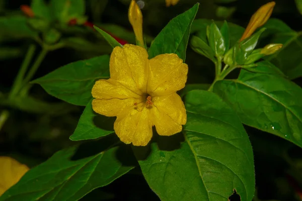 Belle Fleur Jaune Avec Des Pétales Dans Jardin Après Pluie — Photo