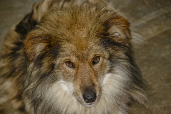 Собака Сидит Цепи Возле Хижины — стоковое фото