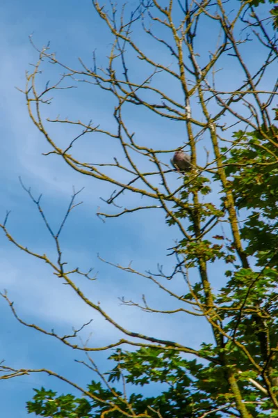 Bel Cielo Blu Nuvole Bianche Agosto — Foto Stock