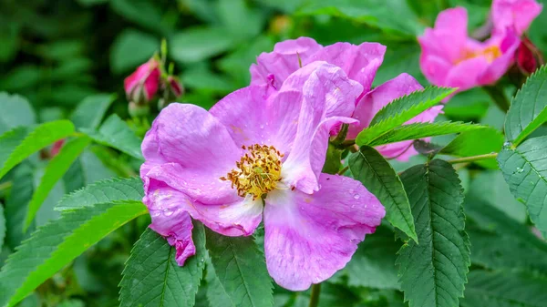 Beautiful Pink Flower Dog Rose Bush — Stock Photo, Image
