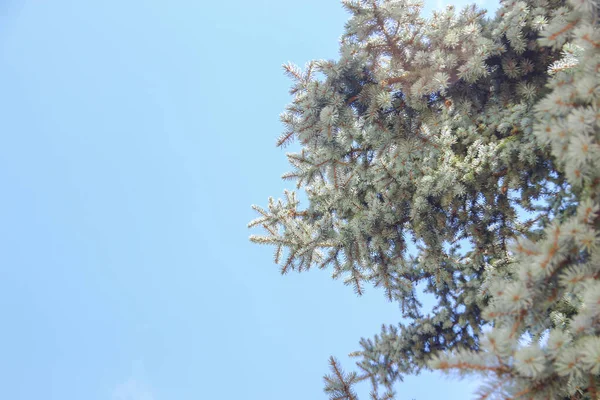 Ağustosta Beyaz Bulutlar Üzerinde Güzel Mavi Gökyüzü — Stok fotoğraf