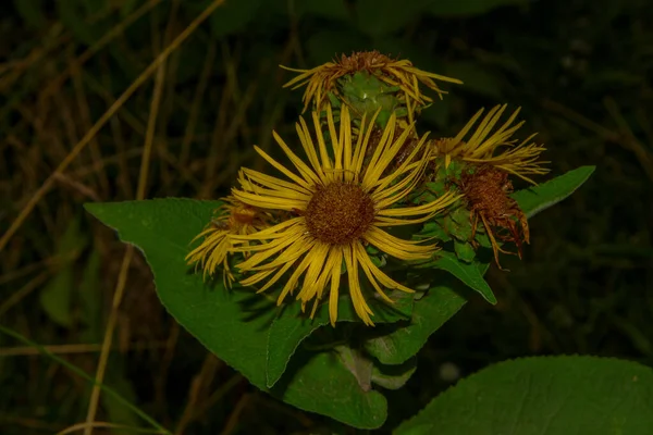 Kwiat Żółtymi Płatkami Ogrodzie Kwiatowym Sierpniu — Zdjęcie stockowe