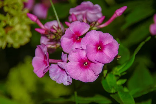 Fleurs Rouges Avec Pétales Août — Photo