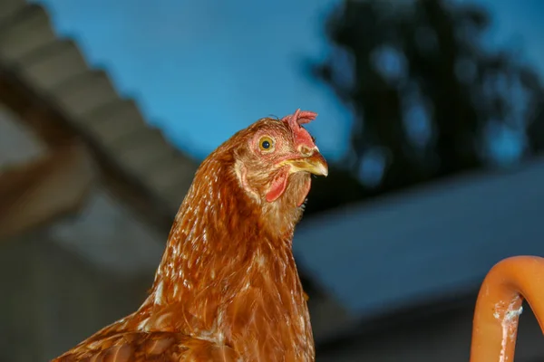 Курица Красными Перьями Ферме — стоковое фото