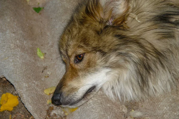 Pies Siedzi Łańcuchu Pobliżu Chaty — Zdjęcie stockowe