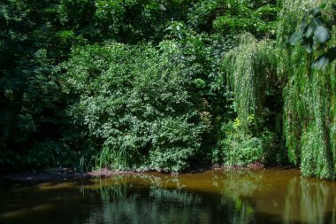 Suyun yanındaki yeşil çimenler ve parktaki nehrin yanındaki çimenler