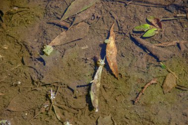 Yağmurdan sonra su birikintisindeki eski ağaç yaprakları