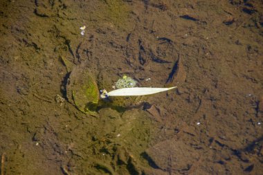Yağmurdan sonra su birikintisindeki eski ağaç yaprakları