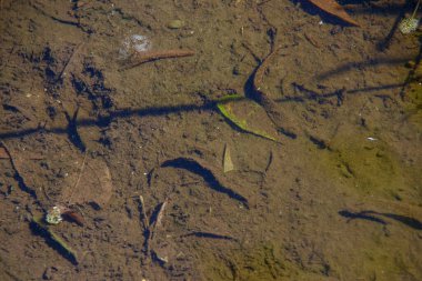Yağmurdan sonra su birikintisindeki eski ağaç yaprakları