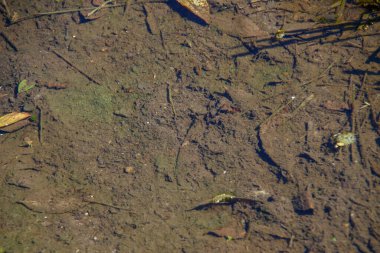 Yağmurdan sonra su birikintisindeki eski ağaç yaprakları