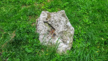 Parktaki yeşil çimlerde kum taşı