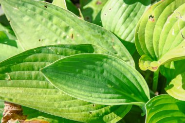 Parktaki çiçek tarhında yeşil yapraklar.