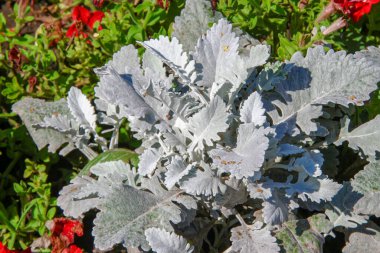 Parktaki çiçek tarhında açık yeşil çimenler.