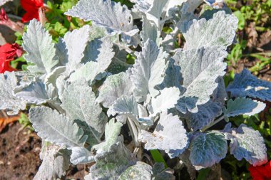 Parktaki çiçek tarhında açık yeşil çimenler.