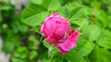 Bahçedeki güzel pembe gül çiçeği