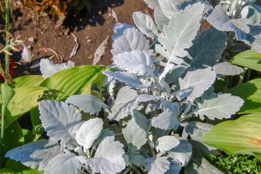 Parktaki çiçek tarhında açık yeşil çimenler.