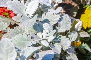 Parktaki çiçek tarhında açık yeşil çimenler.