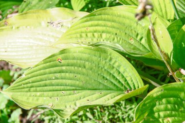 Parktaki çiçek tarhında yeşil yapraklar.