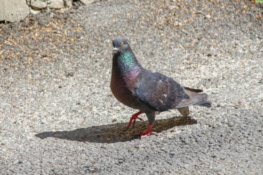Ağustos 'ta asfaltta vahşi şehir güvercinleri