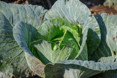 Ağustosta bahçede yeşil lahana yaprakları