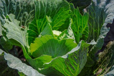 Ağustosta bahçede yeşil lahana yaprakları