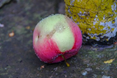Yağmurdan sonra yerde küçük yeşil kırmızı elmalar