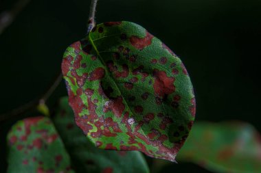 Yeşil-sarı kiraz ve elma yapraklarının yakın plan çekimi.