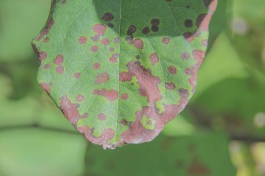 Yeşil-sarı kiraz ve elma yapraklarının yakın plan çekimi.