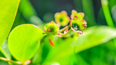 Yaban mersini çalısının yeşil rengi
