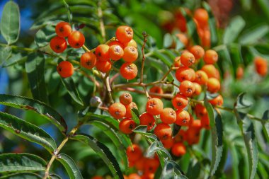 Ağustosta parlak kırmızı güzel kızılcık üzümleri