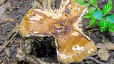 Yazın ormanda yenilemez mantar.